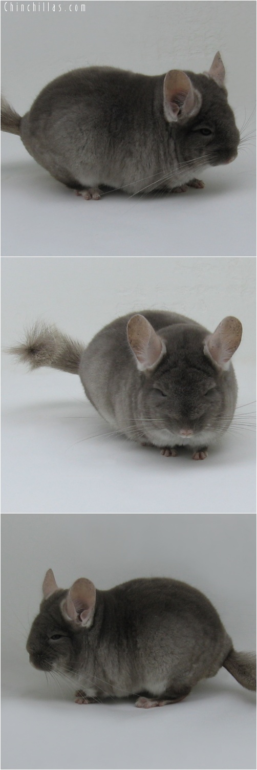 7025 Premium Production Quality TOV Beige ( Violet Carrier ) Female Chinchilla