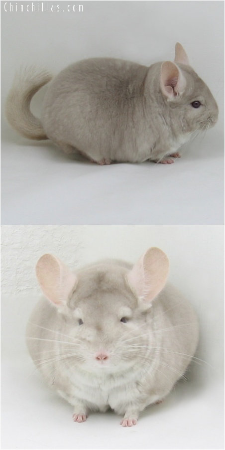 7026 Extra Large Show Quality Homo Beige Female Chinchilla