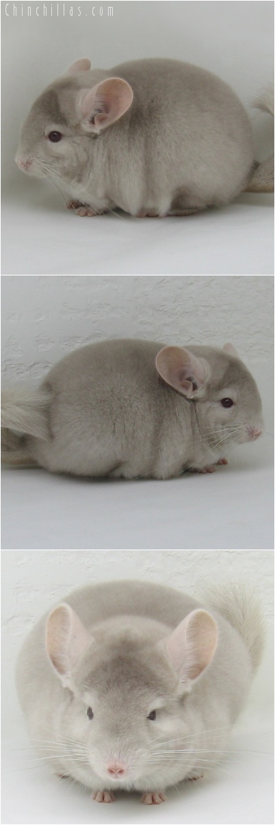 7009 Show Quality Homozygous Beige Female Chinchilla