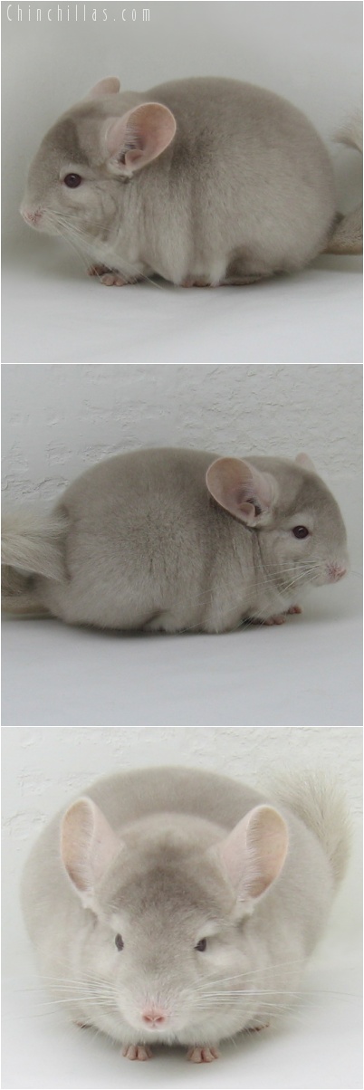 7009 Show Quality Homozygous Beige Female Chinchilla