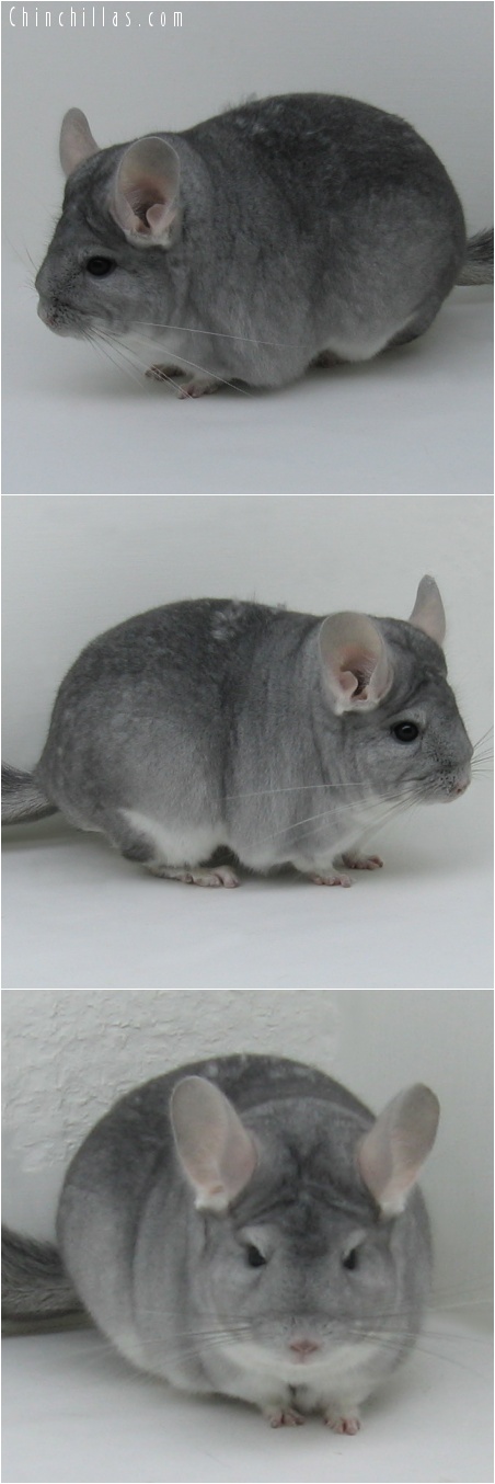 7028 Premium Production Quality Sapphire Female Chinchilla