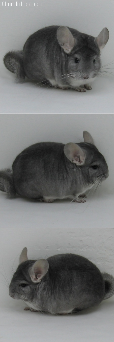 7058 Show Quality Sapphire Male Chinchilla