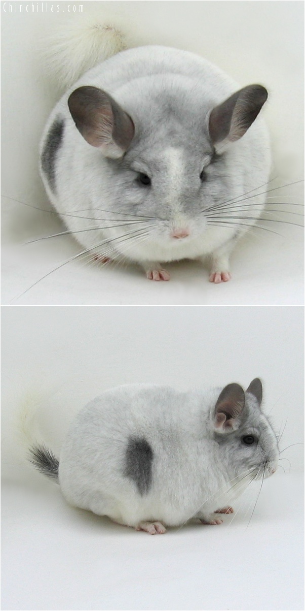 7047 Premium Production Quality Unique White Mosaic Female Chinchilla