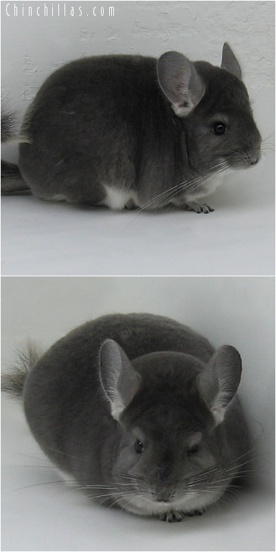 7036 Premium Production Quality Violet Female Chinchilla