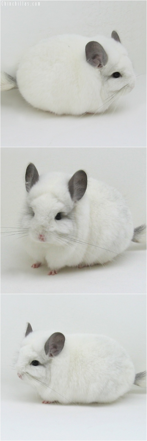 7057 White Royal Persian Angora Male Chinchilla