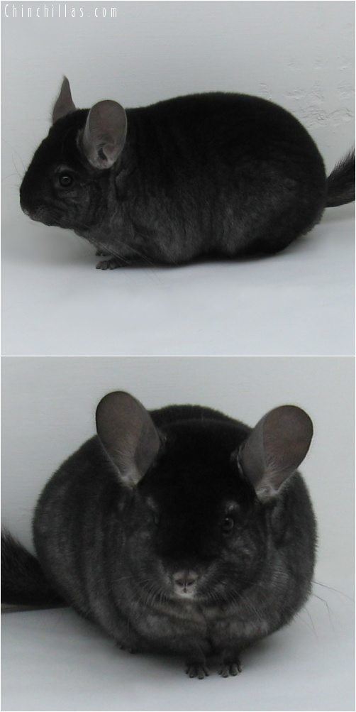 7064 Premium Production Quality Ebony Female Chinchilla