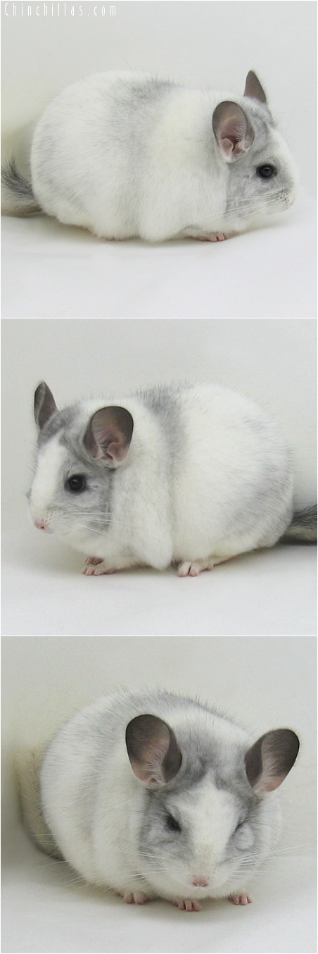 7072 Large Blocky Show Quality White Mosaic Female Chinchilla