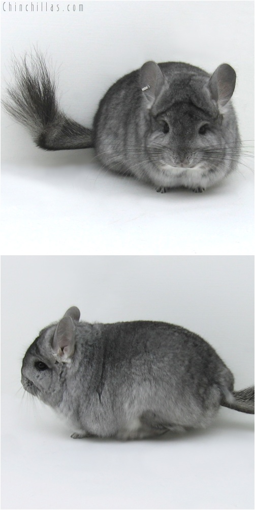 7070 Standard Royal Persian Angora Female Chinchilla