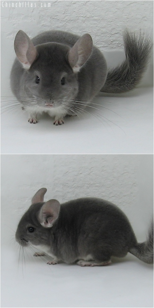 7032 Violet Male Chinchilla