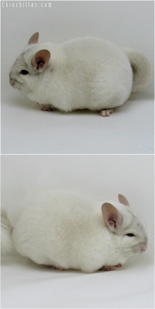 7079 Large Premium Production Quality Pink White Female Chinchilla