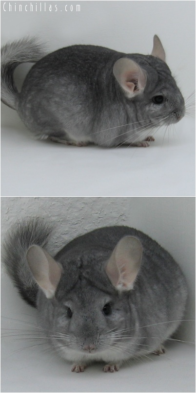 7077 Show Quality Sapphire Female Chinchilla