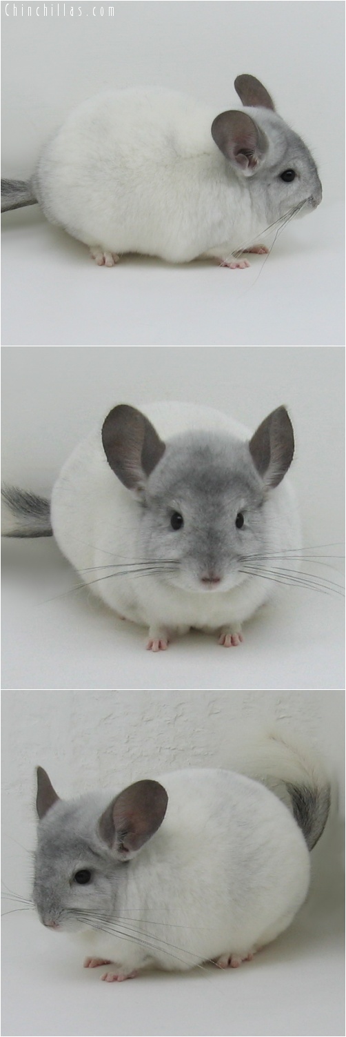 7045 Show Quality White Mosaic Male Chinchilla