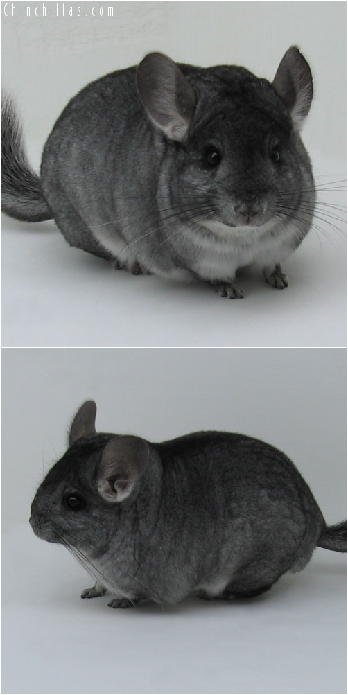 7052 Show Quality Standard ( Sapphire Carrier ) Female Chinchilla