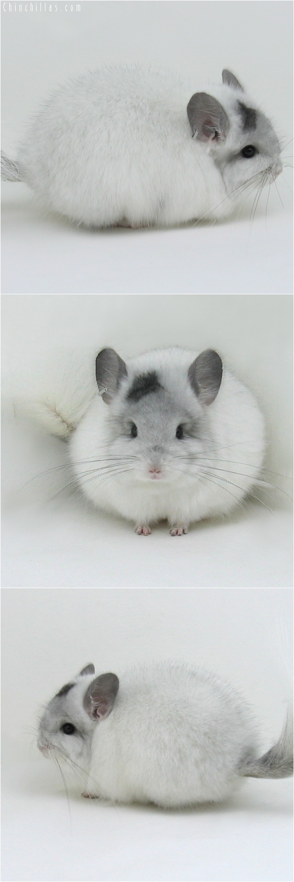 7080 Exceptional Unique White Mosaic Royal Persian Angora Male Chinchilla