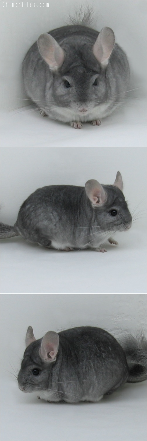 7022 Show Quality Sapphire Male Chinchilla