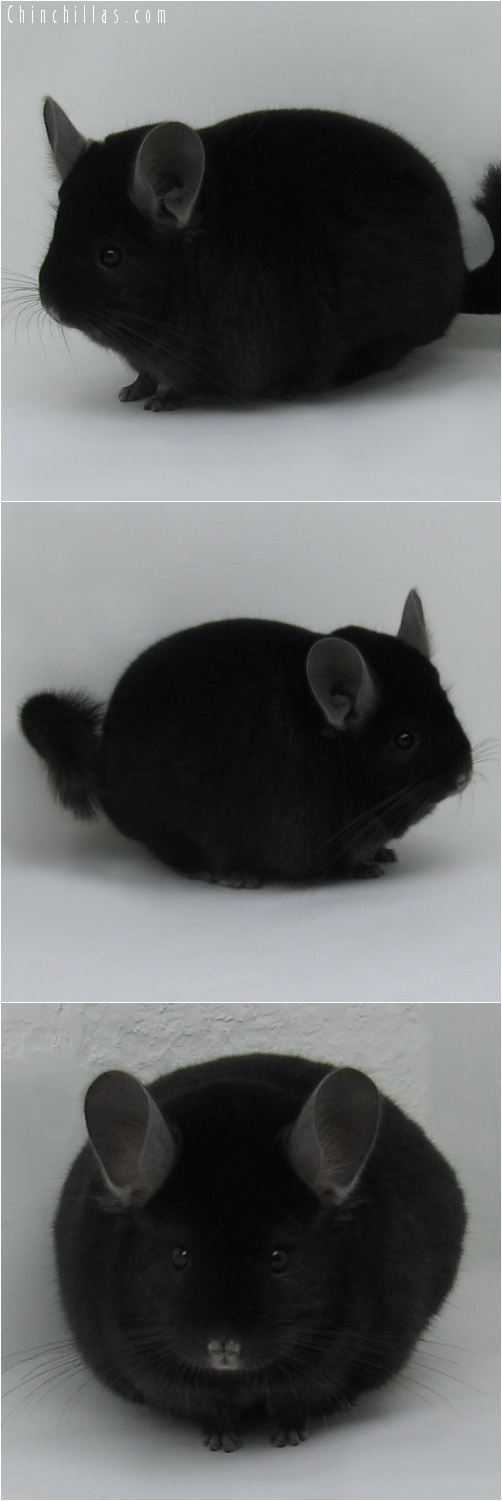 7085 Herd Improvement Quality Ebony Male Chinchilla