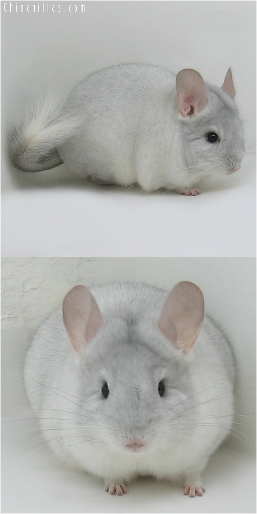 7087 Show Quality Sapphire & White Mosaic Female Chinchilla