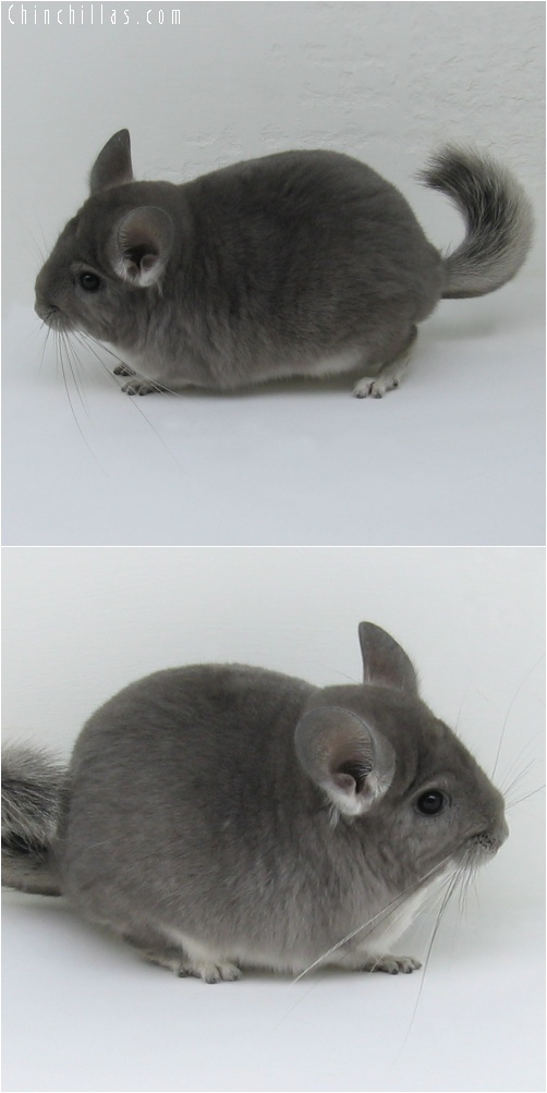 6201 Large Show Quality Violet Female Chinchilla