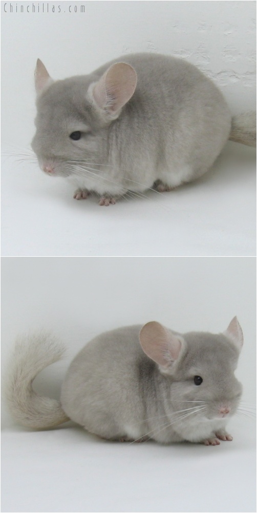 7092 Show Quality TOV Beige/Violet Female Chinchilla