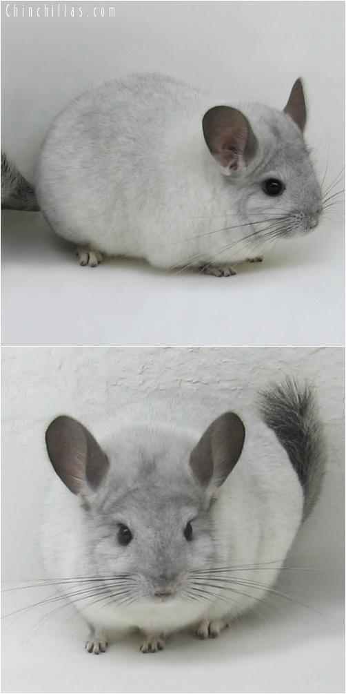 7065 Show Quality White Mosaic ( Sapphire Carrier ) Female Chinchilla