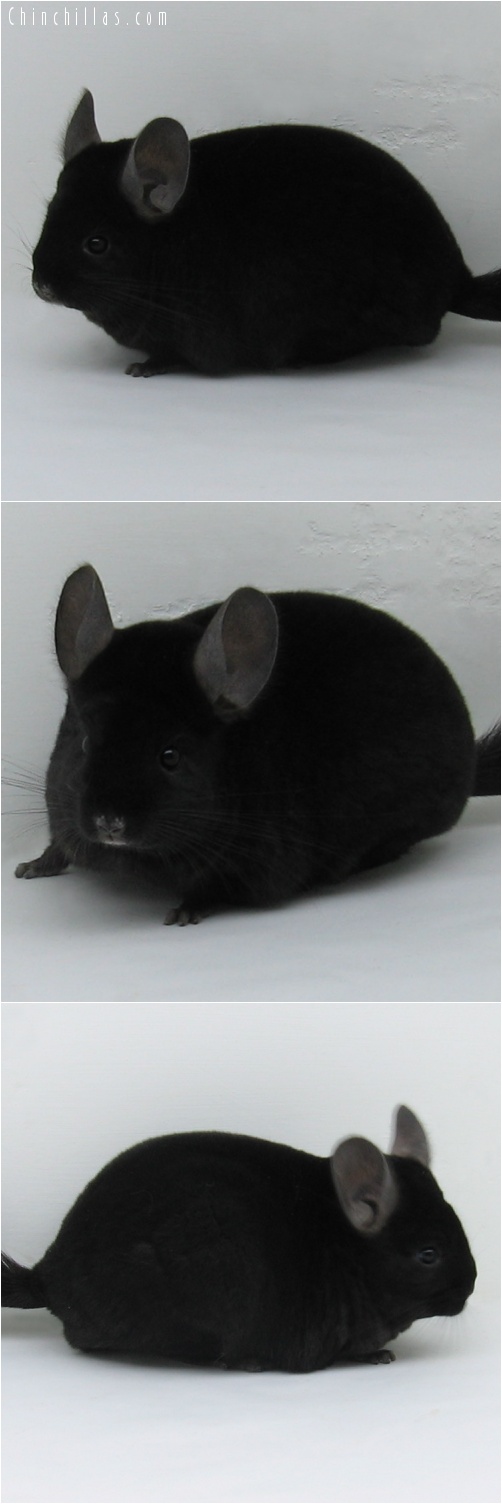 7034 Premium Production Quality Ebony Female Chinchilla