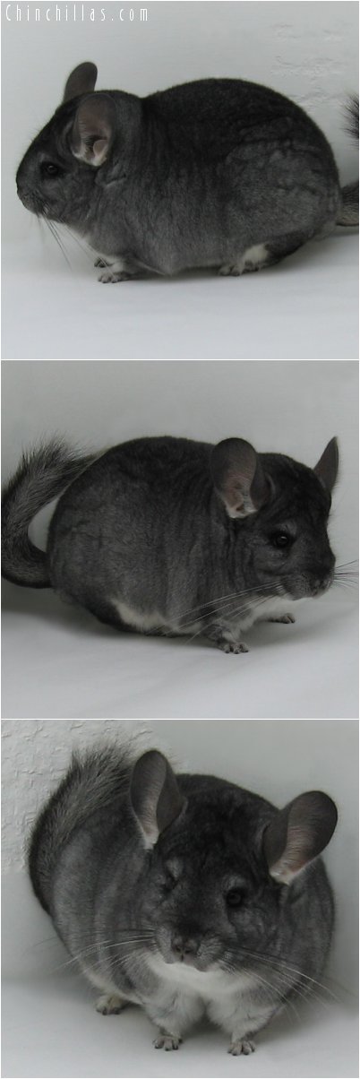 6270 Extra Large Premium Production Quality Standard Female Chinchilla