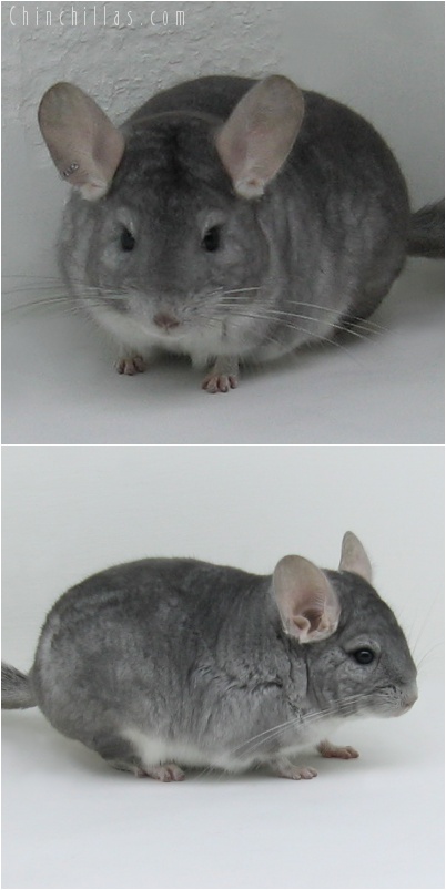 7044 Show Quality Sapphire Male Chinchilla