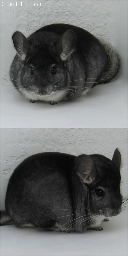 7107 Show Quality Standard Male Chinchilla