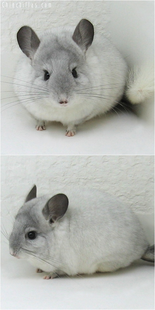 6232 Show Quality White Mosaic ( Sapphire Carrier ) Female Chinchilla