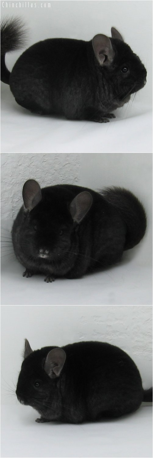 6269 Large Foundation Quality Ebony Female Chinchilla