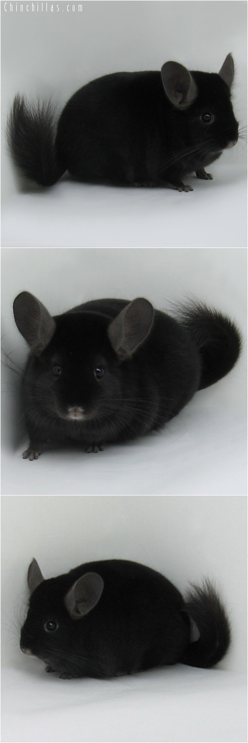 7010 Show Quality Extra Dark Ebony Male Chinchilla