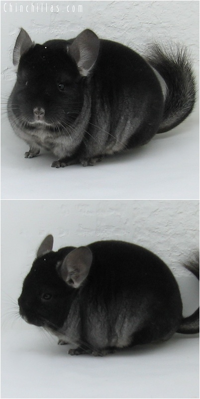 7105 Show Quality TOV Ebony Male Chinchilla