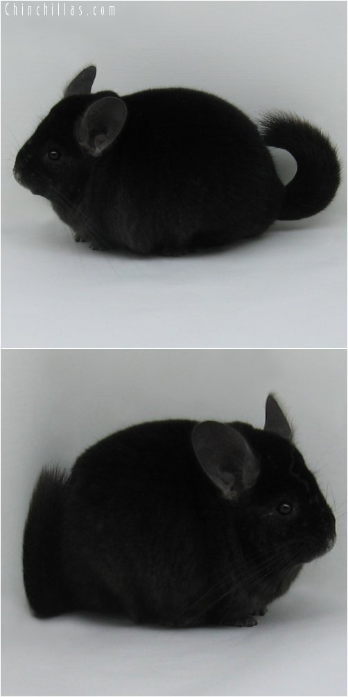 6259 Large Premium Production Quality Ebony Female Chinchilla