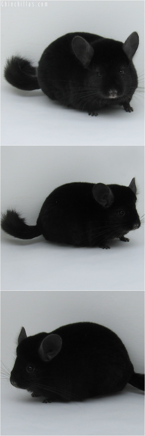 6250 Large Premium Production Quality Ebony Female Chinchilla