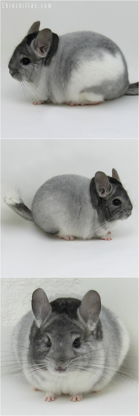 7114 Show Quality Extreme White Mosaic Male Chinchilla