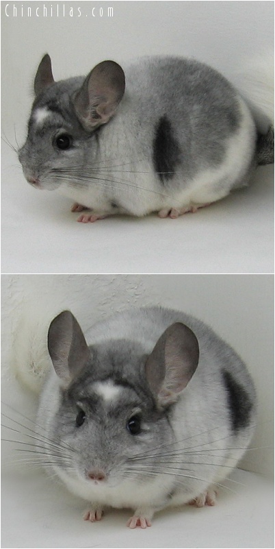 7119 Show Quality Extreme White Mosaic Male Chinchilla