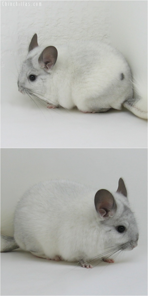 6266 Large White Mosaic ( Sapphire Carrier ) Female Chinchilla