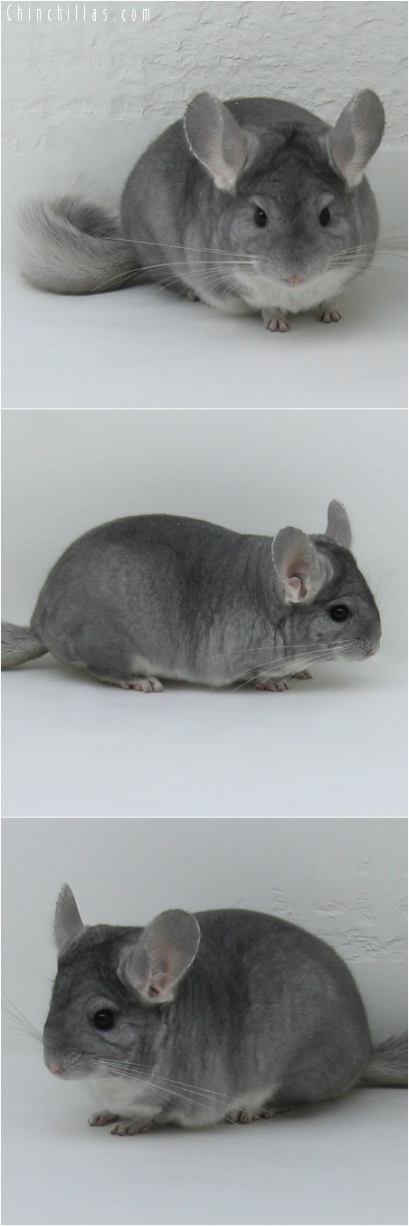 7024 Show Quality Sapphire Female Chinchilla