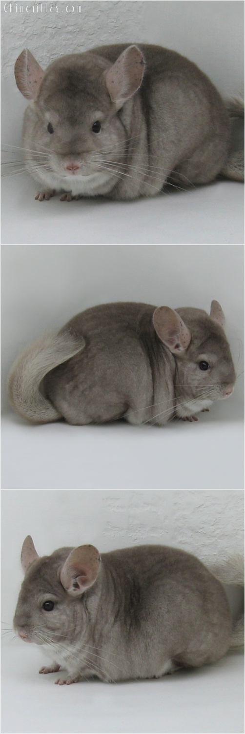 7096 Extra Large Premium Production Quality Beige Female Chinchilla