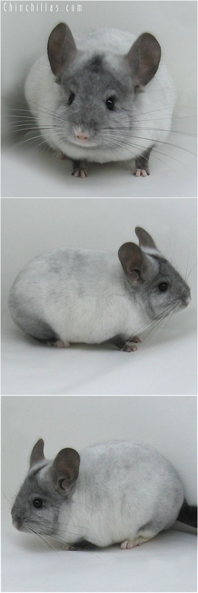 7103 Show Quality Ebony & White Mosaic Male Chinchilla