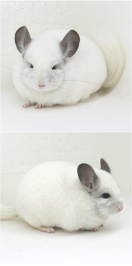 7019 Large Premium Production Quality Predominantly White Female Chinchilla