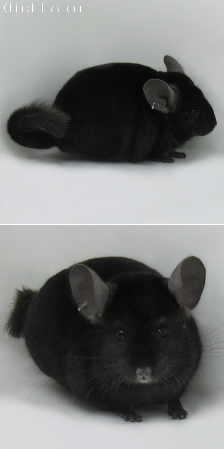 7118 Show Quality Ebony Male Chinchilla