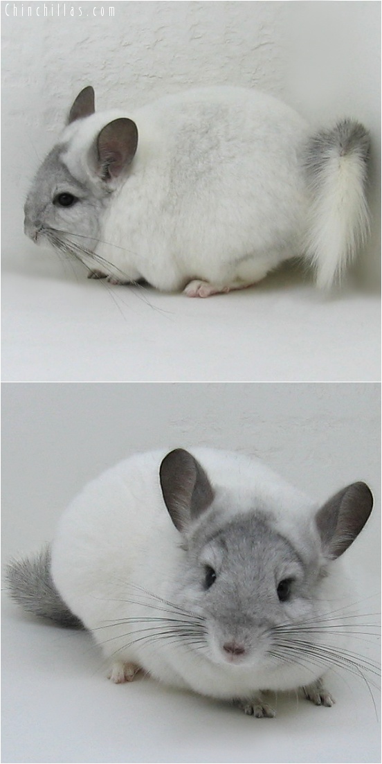 7112 White Mosaic ( Violet Carrier ) Female Chinchilla