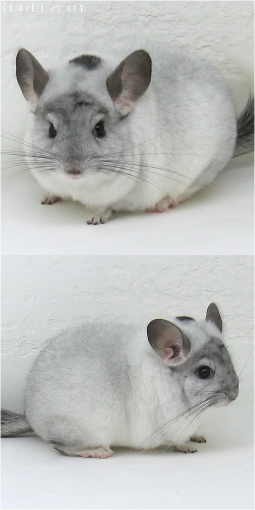 7106 Herd Improvement Quality White Mosaic Male Chinchilla