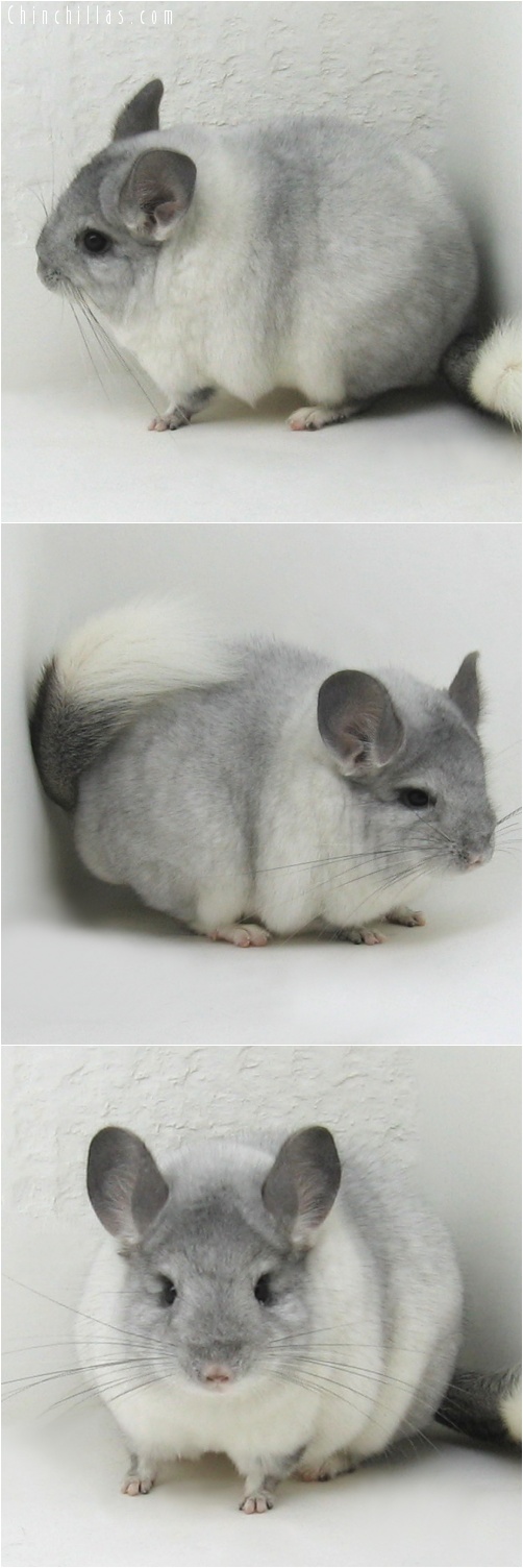 7122 Premium Production Quality White Mosaic Female Chinchilla