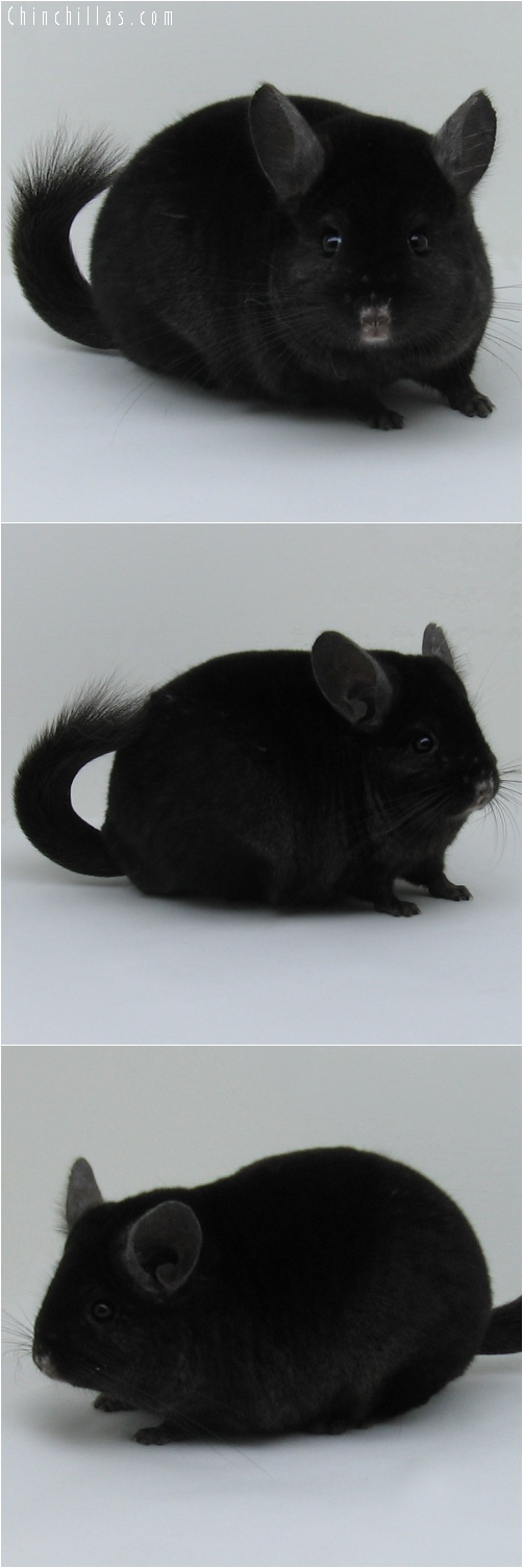 7048 Show Quality Ebony Female Chinchilla