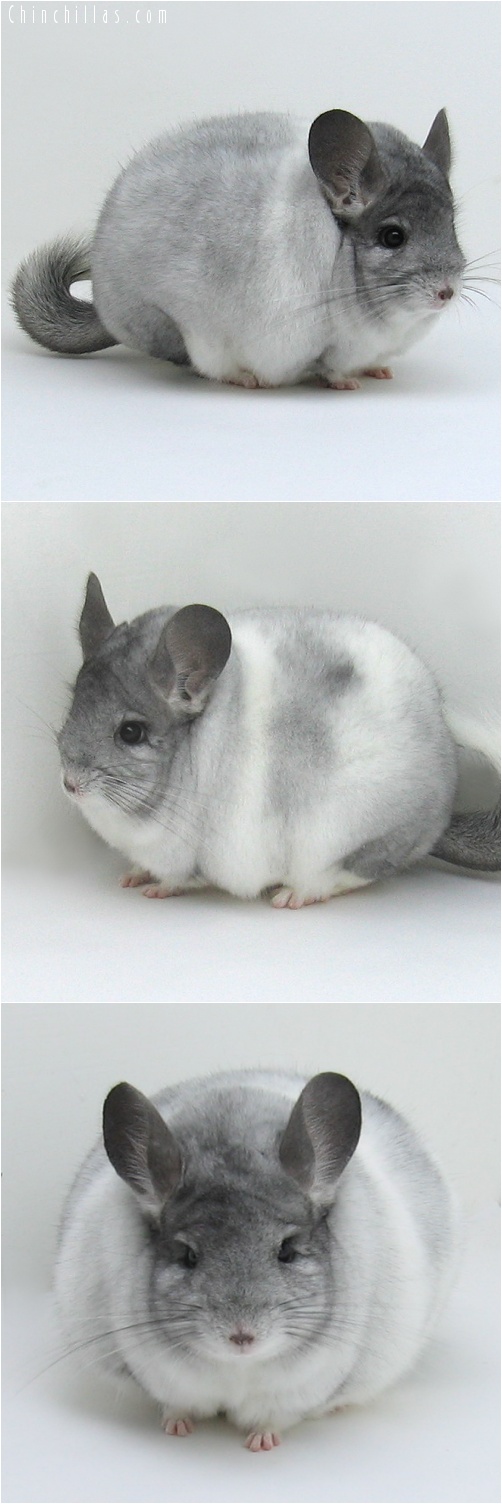 7133 Extra Large, Blocky Premium Production Quality White Mosaic Female Chinchilla