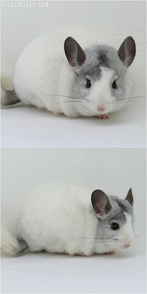 7130 Large Show Quality White Mosaic Male Chinchilla