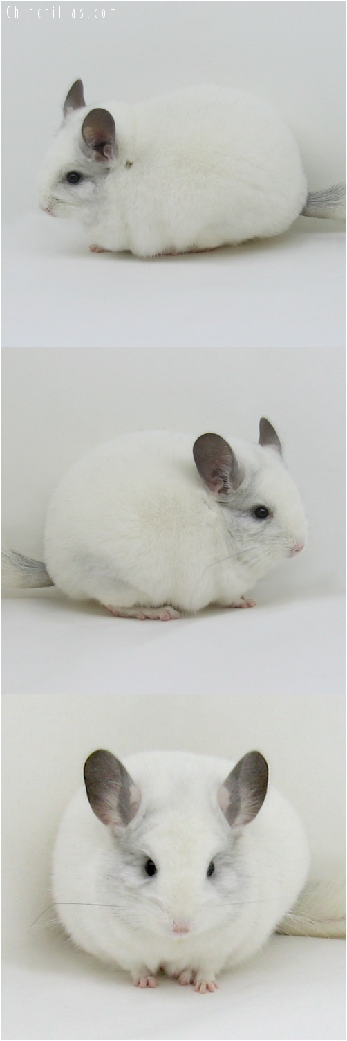 7003 Large Premium Production Quality Predominantly White Female Chinchilla