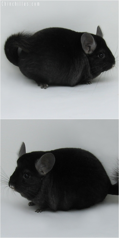 7088 Large Show Quality Ebony Female Chinchilla